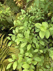 Gaylussacia baccata
