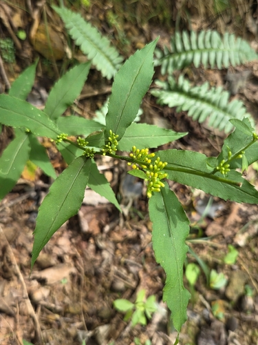 bluestem goldenrod