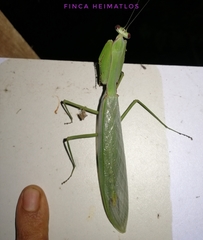 Macromantis hyalina