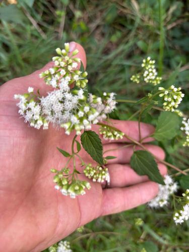 white snakeroot