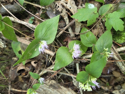 common dittany