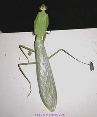 Macromantis hyalina