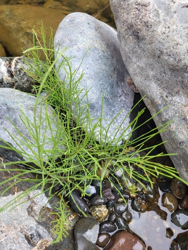 field horsetail