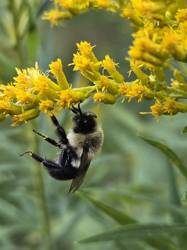 Common Eastern Bumble Bee