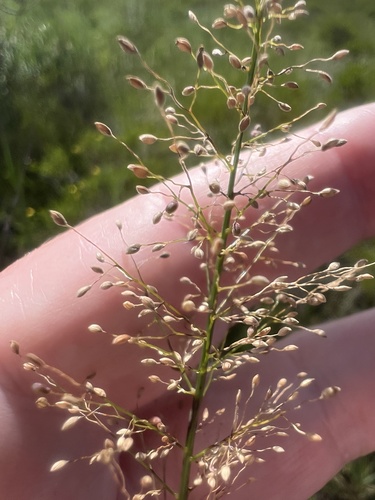 Dichanthelium erectifolium, 2026-09-19