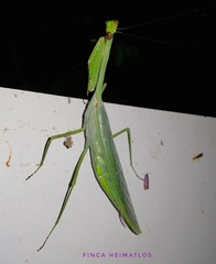 Macromantis hyalina