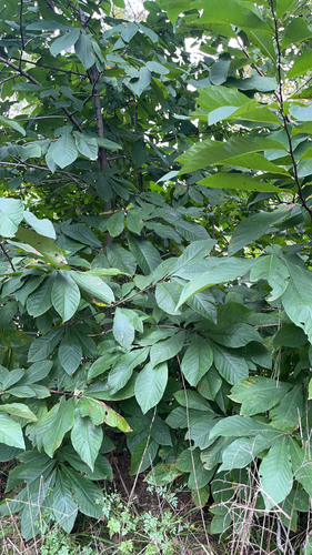 common pawpaw