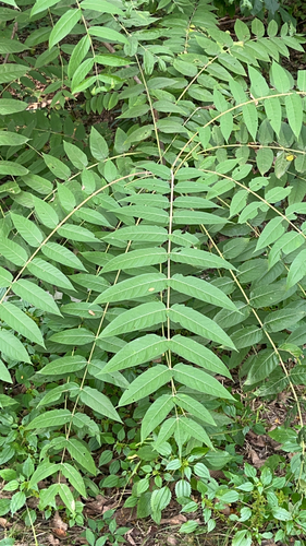 tree-of-heaven