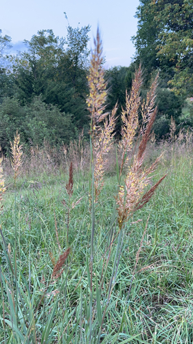 Indiangrass
