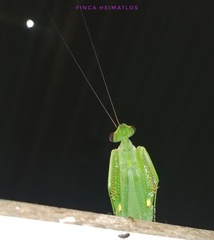 Macromantis hyalina