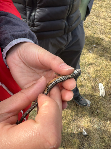 Common Wall Lizard