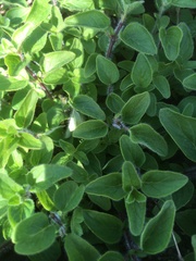 Origanum