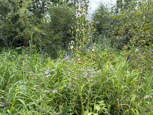 Lactuca biennis, photograph 2