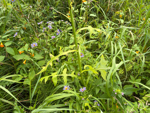 Lactuca biennis, photograph 3