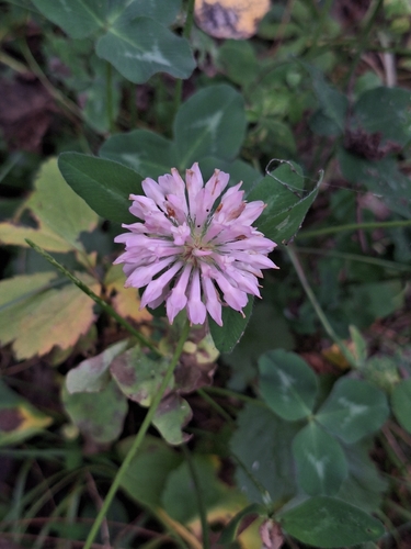 Red Clover