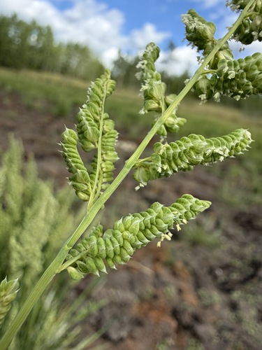 Beckmannia syzigachne, photograph 6