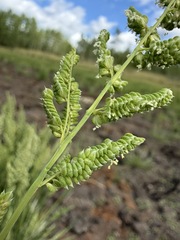 Beckmannia syzigachne, photograph (c) Matt Berger, some rights reserved (CC BY)