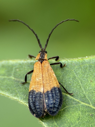 End Band Net-winged Beetle