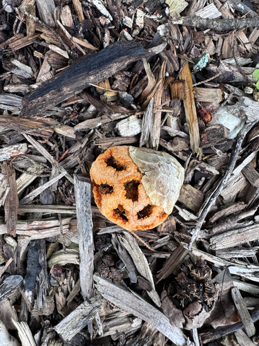 Clathrus ruber — no rights reserved