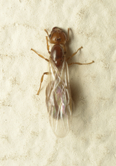 Crematogaster biroi