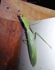 Macromantis hyalina