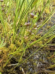 Scheuchzeria palustris, photograph (c) Matt Berger, some rights reserved (CC BY)