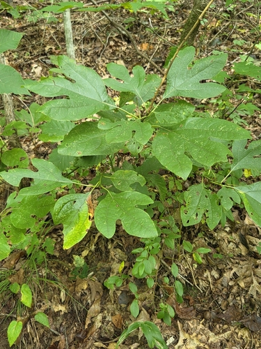 sassafras