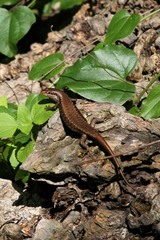 Trachylepis maculilabris