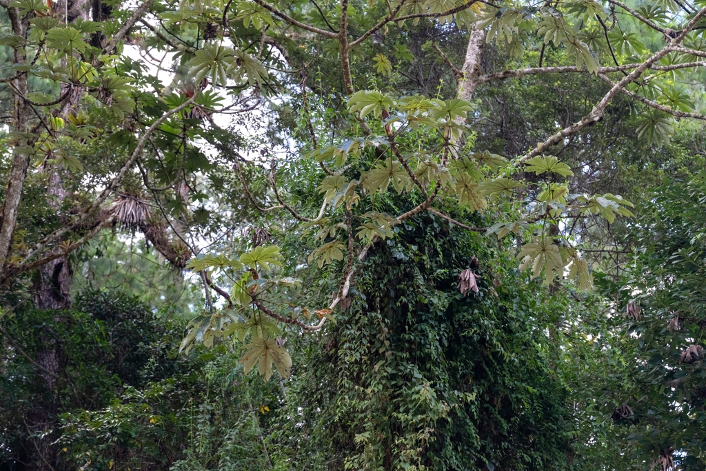 Cecropia angustifolia; photograph (c) José Javier Barrios Flores, some rights reserved (CC BY)