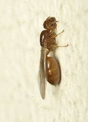 Crematogaster biroi