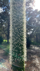 (c) Millie Brady, some rights reserved (CC BY) Xanthorrhoea preissii, photograph (c) Millie Brady, some rights reserved (CC BY)