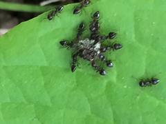 Crematogaster lineolata