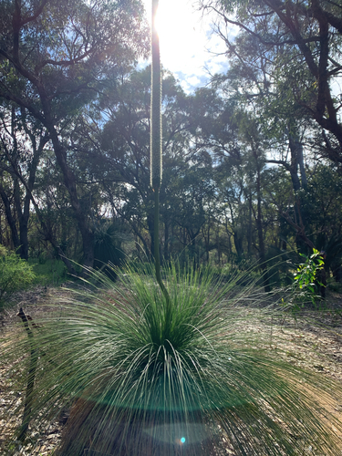 Xanthorrhoea preissii, photograph 2