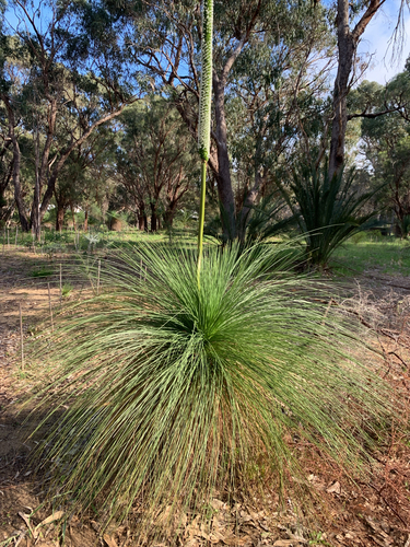 Xanthorrhoea preissii, photograph 3