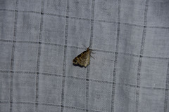 Electrophaes corylata