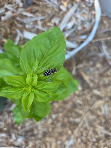 White-bowed Smoothwing