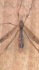 Ptychoptera albimana