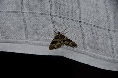 Electrophaes corylata