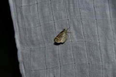 Electrophaes corylata