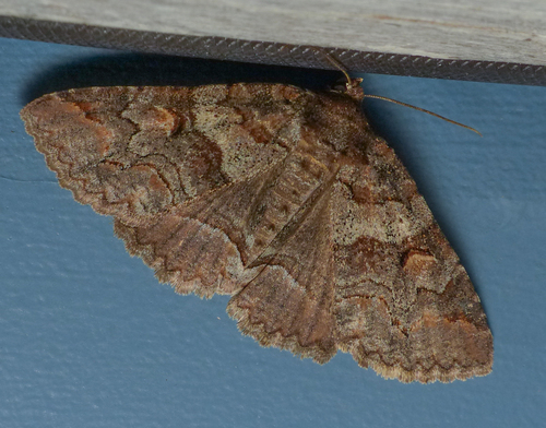 Pine False Looper Moth photo 3