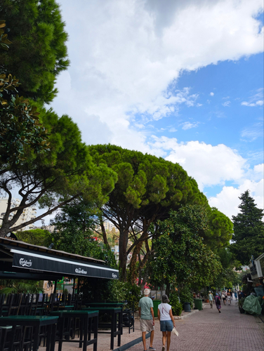 Stone pine