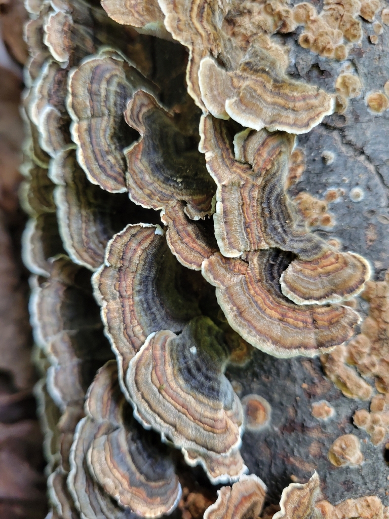 turkey-tail · September 2026 · photo: Photo: no rights reserved · iNaturalist