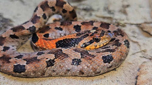 Eastern Hognose Snake