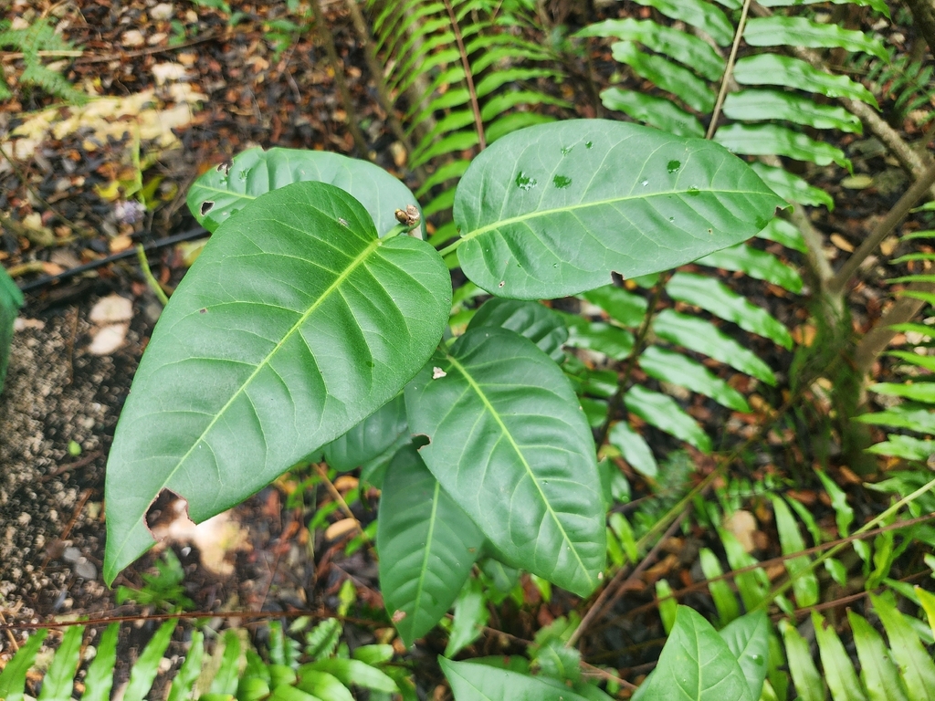Coccoloba diversifolia; photograph (c) Kaden Slone, some rights reserved (CC BY)