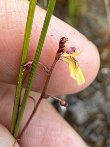 Utricularia minor
