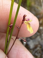 Utricularia minor