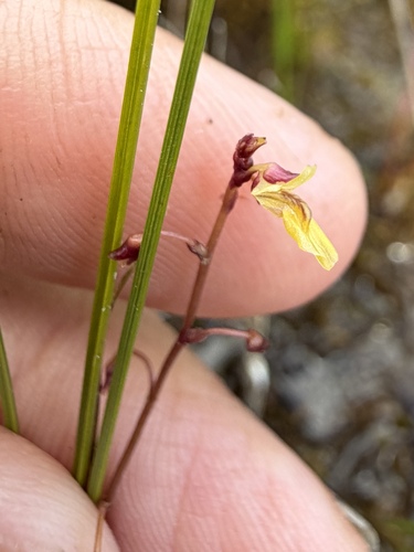 Utricularia minor, photograph 2