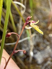 Utricularia minor, photograph (c) Matt Berger, some rights reserved (CC BY)