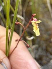 Utricularia minor, photograph (c) Matt Berger, some rights reserved (CC BY)