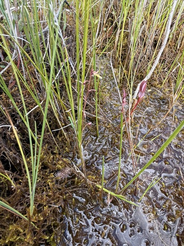 Utricularia minor, photograph 5